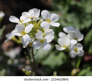 Asthenia Rezuha With White Flowers