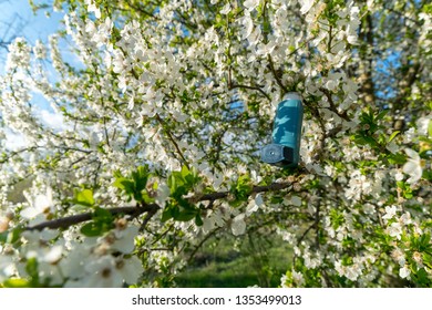 Asthma Inhaler Inside A Tree Full Of Flowers In Blossom