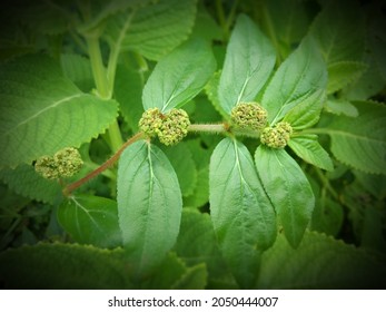 Asthma Plant Or Euphorbia Hirta