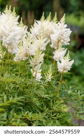 Astilbe arendsii Weisse Gloria