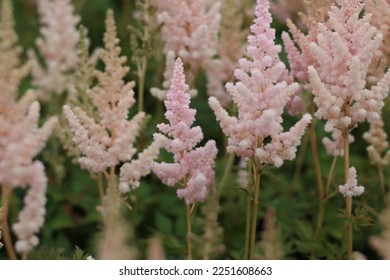 Astilbe chinensis Vision Inferno in Plants and Perennials