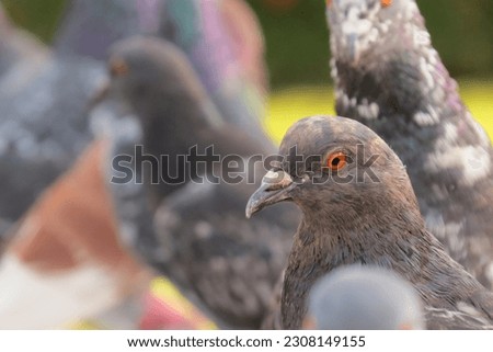 Astonishing close up of pigeons birds with a variety of colors and some dark and light green bushes on the background