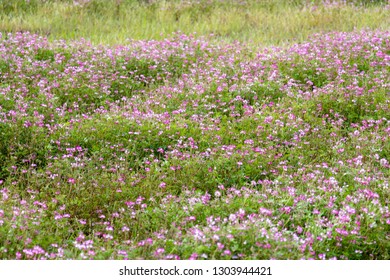 Astragalus Festival In Otaki Town, Chiba Prefecture, Japan