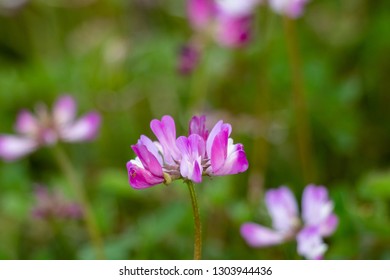 Astragalus Festival In Otaki Town, Chiba Prefecture, Japan