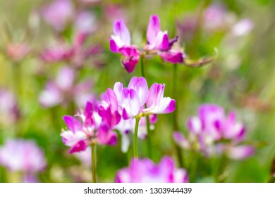 Astragalus Festival In Otaki Town, Chiba Prefecture, Japan