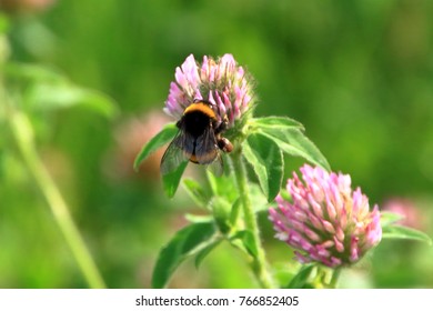 Astragalus Flowers And Honeybee