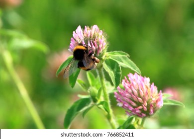 Astragalus Flowers And Honeybee