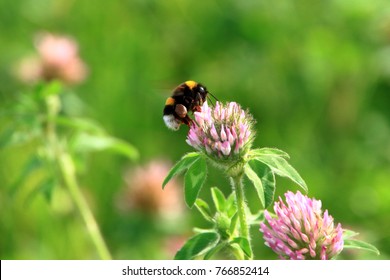 Astragalus Flowers And Honeybee