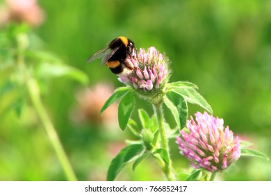 Astragalus Flowers And Honeybee