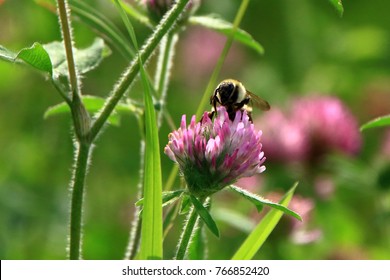 Astragalus Flowers And Honeybee