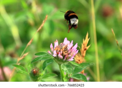 Astragalus Flowers And Honeybee