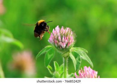 Astragalus Flowers And Honeybee