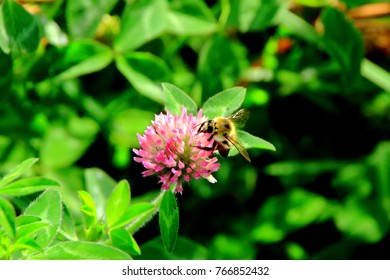 Astragalus Flowers And Honeybee