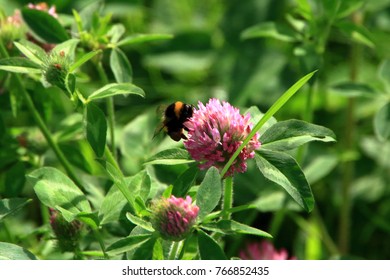 Astragalus Flowers And Honeybee