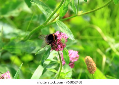 Astragalus Flowers And Honeybee