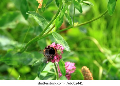 Astragalus Flowers And Honeybee