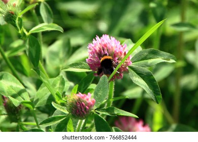 Astragalus Flowers And Honeybee