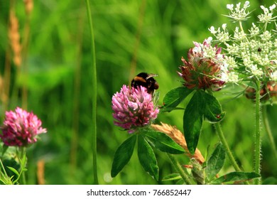 Astragalus Flowers And Honeybee