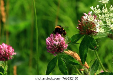 Astragalus Flowers And Honeybee