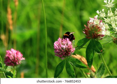 Astragalus Flowers And Honeybee