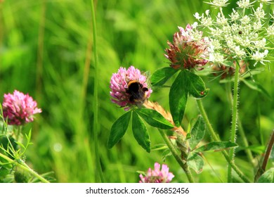 Astragalus Flowers And Honeybee