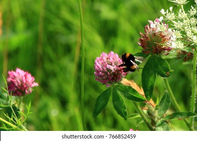 Astragalus Flowers And Honeybee