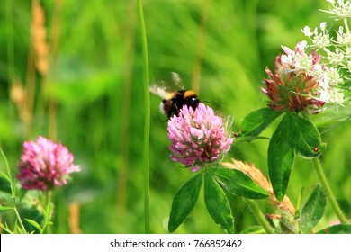 Astragalus Flowers And Honeybee