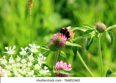 Astragalus Flowers And Honeybee