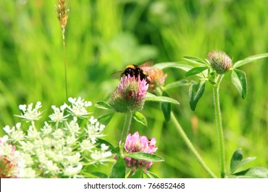 Astragalus Flowers And Honeybee