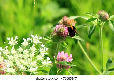 Astragalus Flowers And Honeybee