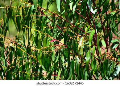 Astragalus Growing In Huascarán National Park Peru