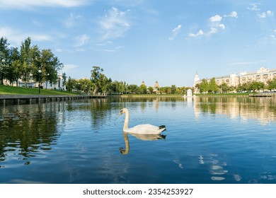 Astrakhan, Russia. Swan lake with birds. Swan. Against the background of the towers of the Astrakhan Kremlin. Sunset time
