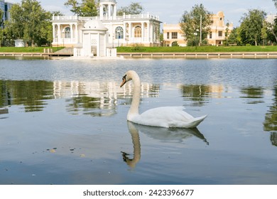 Astrakhan, Russia. Swan Lake. Swan on the water of the lake