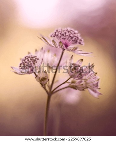 Similar – Blüte der Sterndolde (Astrantia)