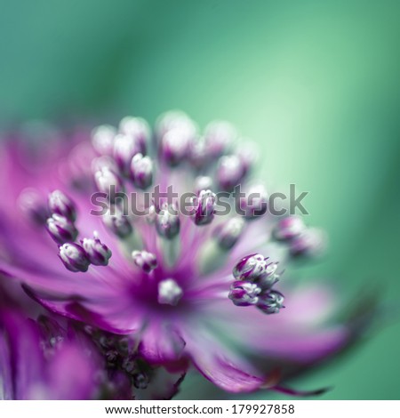 Similar – Blüte der Sterndolde (Astrantia)