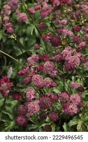Astrantia major Gill Richardson, Ruby Star, Lars Frower in the Flower bed