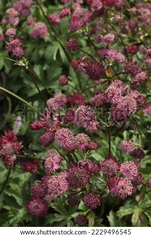 Astrantia major Gill Richardson, Ruby Star, Lars Frower in the Flower bed