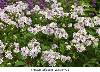 Astrantia Major In A Herbaceous Border.