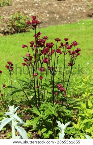 Astrantia major 'Ruby Wedding', great masterwort with red blossoms