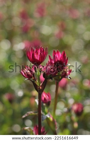 Astrantia major Ruby Wedding in Plants and Perennials