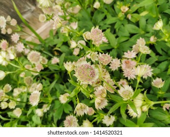 Astrantia Major Or Star Of Beauty, A Perennial Plant In An English Garden In Spring Season. 