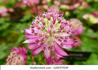 Astrantia 'Star Of Treasure' At RHS Chelsea Flower Show 2016