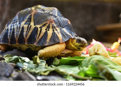 Astrochelys Radiata Tortoise Eating Banana Salad Stock Photo 1169224456 ...