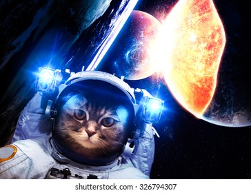 4,342 Cat astronaut Images, Stock Photos & Vectors | Shutterstock