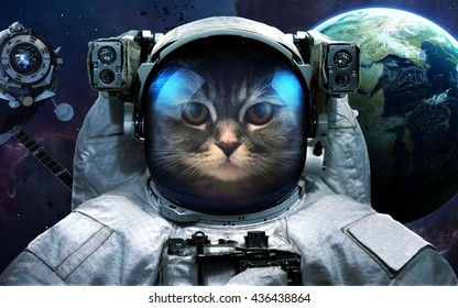 1,001 Cat outer space Images, Stock Photos & Vectors | Shutterstock