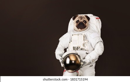 Astronaut Pug Dog In A Space Suit With A Helmet On A Dark Brown Background. Animal Travel In Space Concept