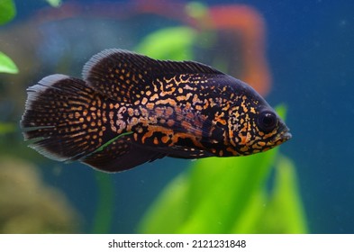 Astronotus Ocellatus  Cichlidae In The Aquarium