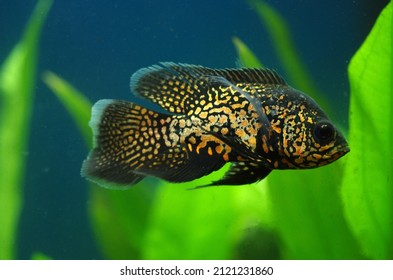 Astronotus Ocellatus  Cichlidae In The Aquarium