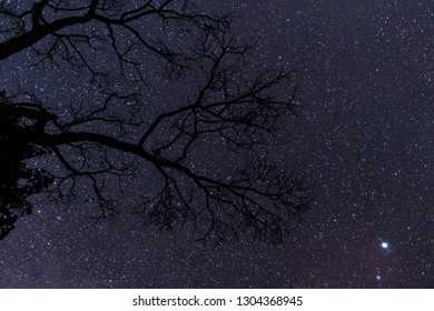 Astrophotography With A Tree Sillhouette