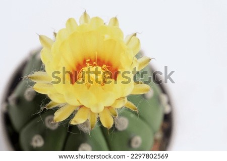 Astrophythum asterias nudum or sand dollar cactus, sea urchin cactus, star cactus and star peyote.